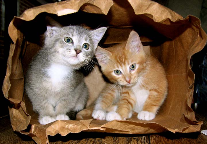 Otis and Ome in a bag. ©Susan Shie 2007.